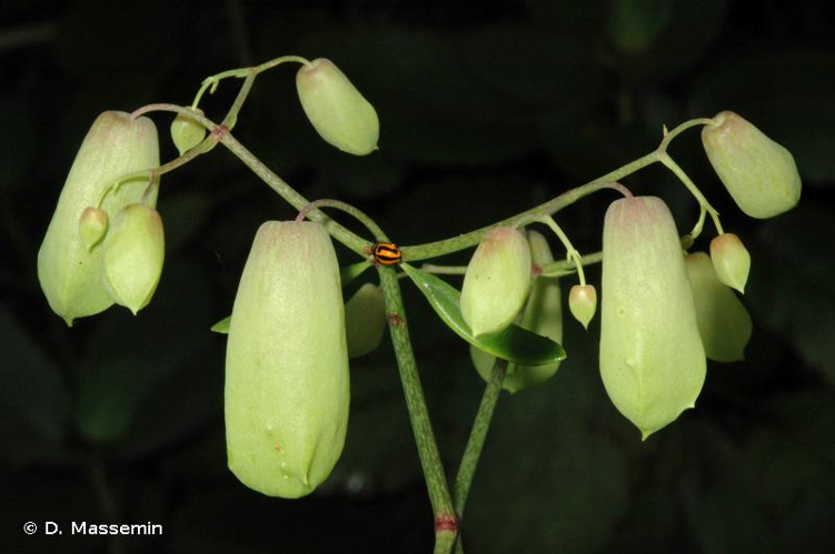<i>Kalanchoe pinnata</i> (Lam.) Pers., 1805 &copy; D. Massemin