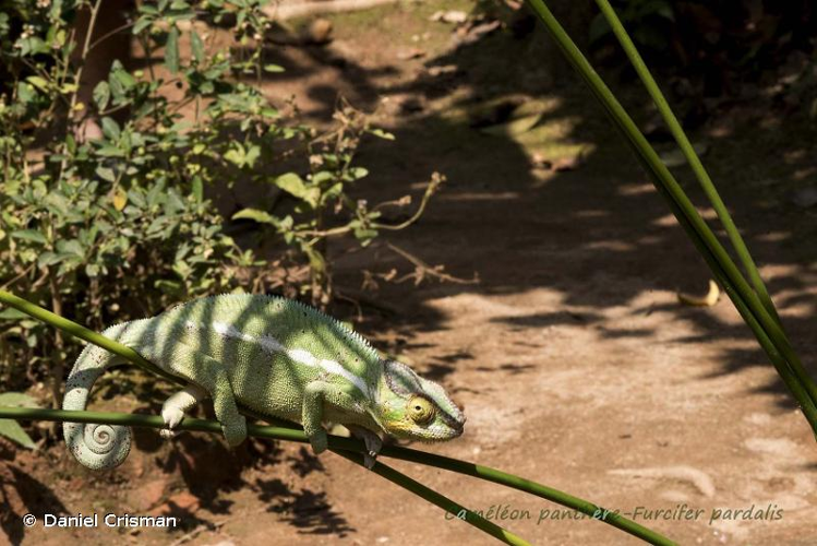 <i>Furcifer pardalis</i> (Cuvier, 1829) &copy; Daniel Crisman