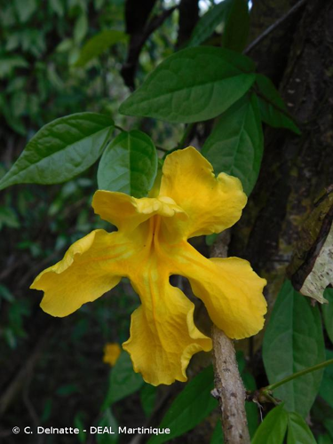 <i>Dolichandra unguis-cati</i> (L.) L.G.Lohmann, 2008 &copy; C. Delnatte - DEAL Martinique