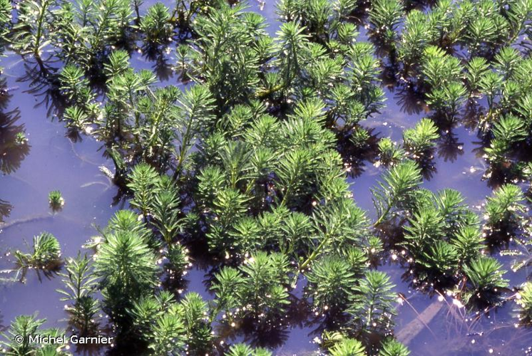<i>Myriophyllum aquaticum</i> (Vell.) Verdc., 1973 &copy; Michel Garnier