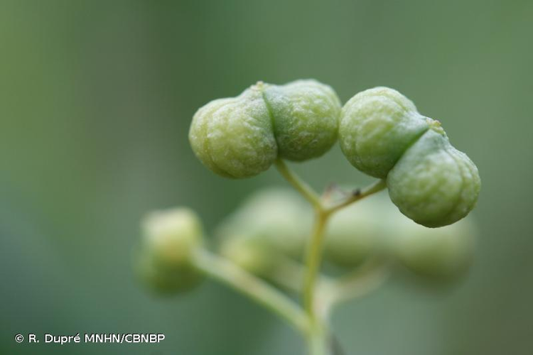<i>Bifora testiculata</i> (L.) Spreng., 1820 &copy; R. Dupré MNHN/CBNBP