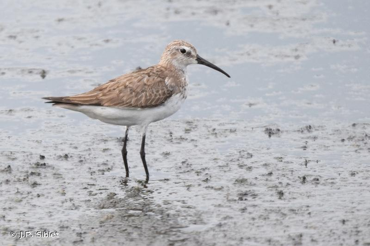 <i>Calidris ferruginea</i> (Pontoppidan, 1763) &copy; J.P. Siblet