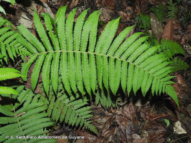 <i>Christella hispidula</i> (Decne.) Holttum, 1976 &copy; S. Sant/Parc Amazonien de Guyane
