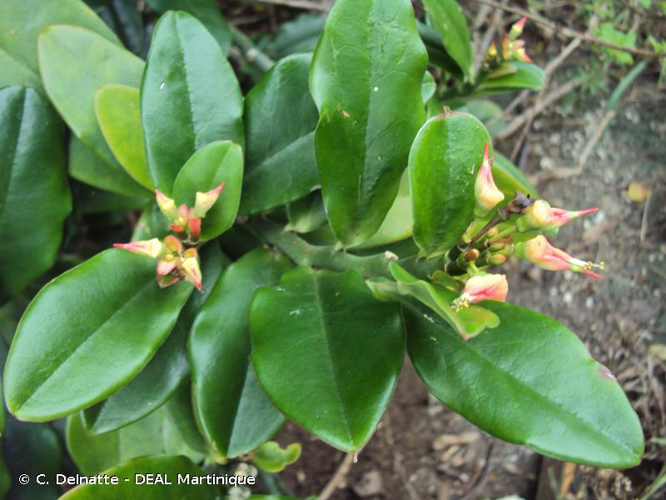 <i>Euphorbia tithymaloides</i> L., 1753 &copy; C. Delnatte - DEAL Martinique