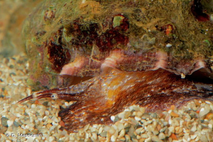 <i>Mancinella alouina</i> (Röding, 1798) &copy; D. Massemin