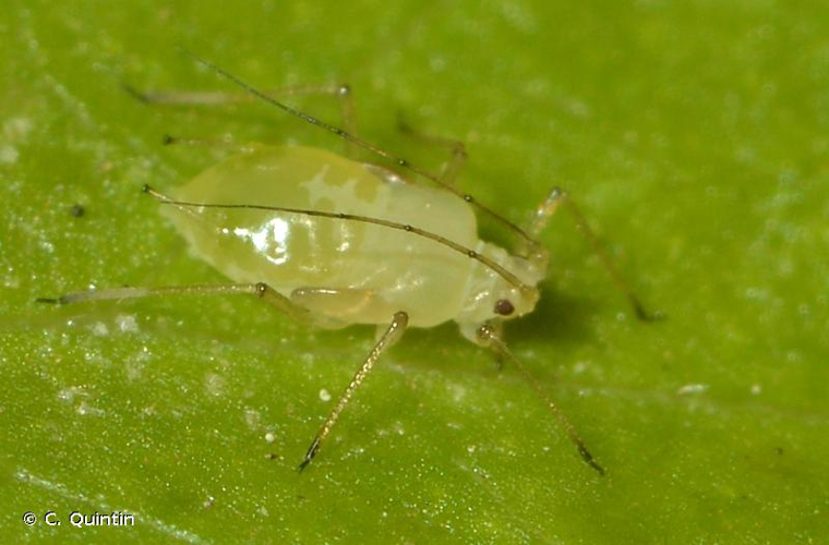 <i>Myzus persicae</i> (Sulzer, 1776) &copy; C. Quintin
