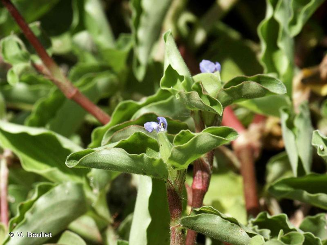 <i>Commelina benghalensis</i> L., 1753 &copy; V. Boullet