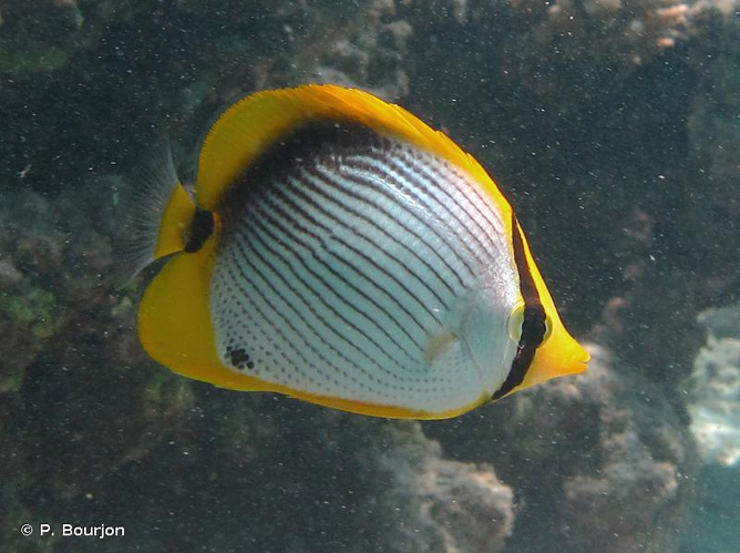 <i>Chaetodon melannotus</i> Bloch & Schneider, 1801 &copy; P. Bourjon
