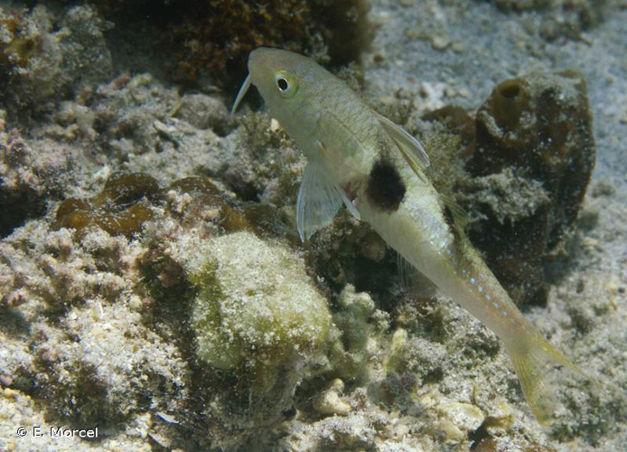 <i>Parupeneus pleurostigma</i> (Bennett, 1831) &copy; E. Morcel