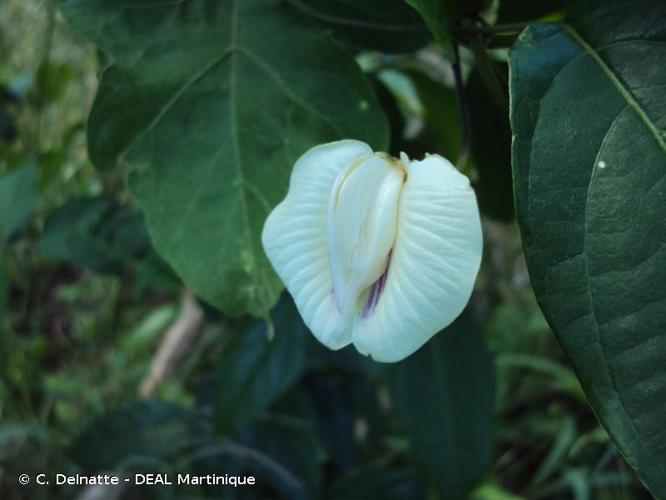 <i>Centrosema pubescens</i> Benth., 1837 &copy; C. Delnatte - DEAL Martinique