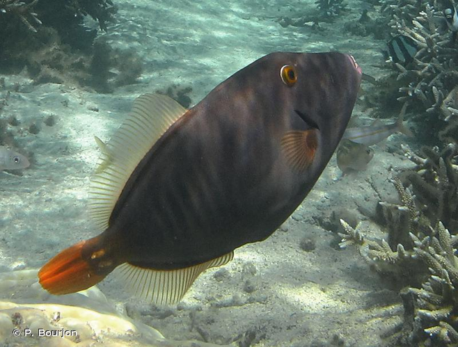 <i>Cantherhines dumerilii</i> (Hollard, 1854) &copy; P. Bourjon