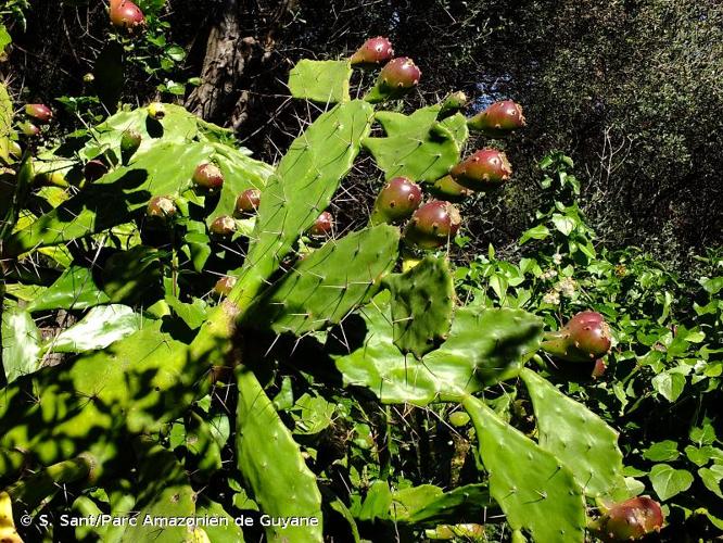 <i>Opuntia monacantha</i> (Willd. ex Schltdl.) Haw., 1819 &copy; S. Sant/Parc Amazonien de Guyane