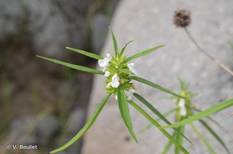 <i>Leucas lavandulifolia</i> Sm., 1812 &copy; V. Boullet