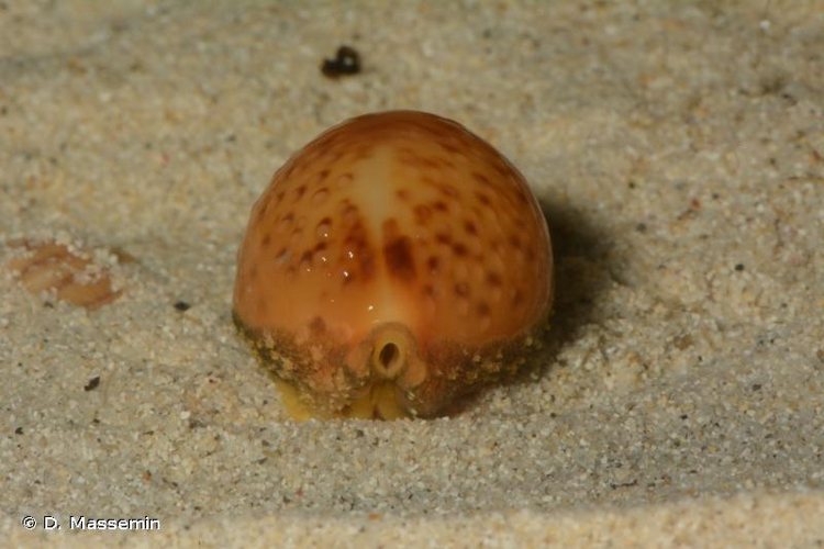<i>Pustularia globulus</i> (Linnaeus, 1758) &copy; D. Massemin