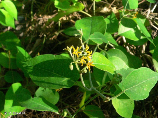 <i>Leptadenia madagascariensis</i> Decne., 1844 &copy; V. Boullet