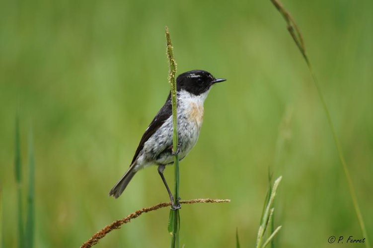 <i>Saxicola tectes</i> (Gmelin, 1789) &copy; P. Ferret