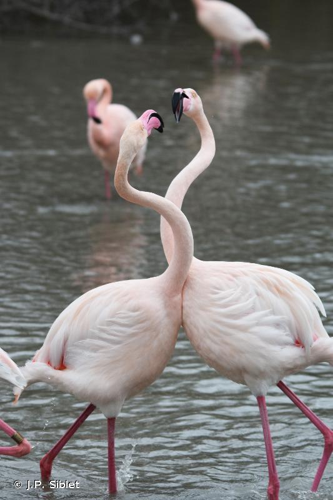 <i>Phoenicopterus roseus</i> Pallas, 1811 &copy; J.P. Siblet