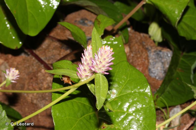 <i>Gomphrena celosioides</i> Mart., 1826 &copy; G. Léotard