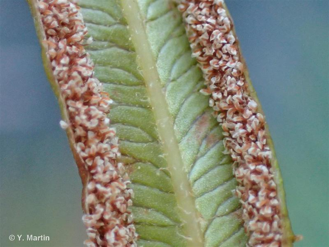 <i>Pteris vittata</i> L., 1753 &copy; null