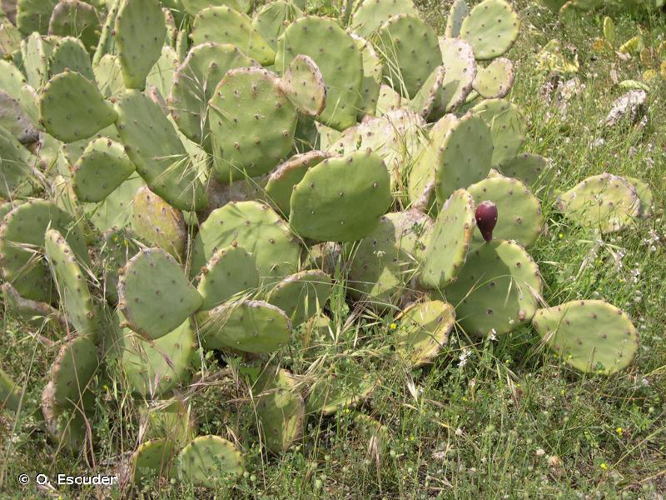 <i>Opuntia stricta</i> (Haw.) Haw., 1812 &copy; O. Escuder
