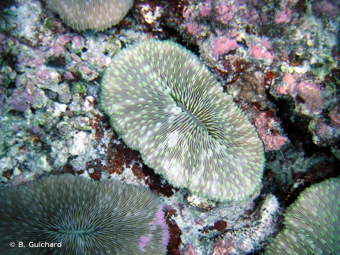 <i>Lobactis scutaria</i> (Lamarck, 1801) &copy; B. Guichard