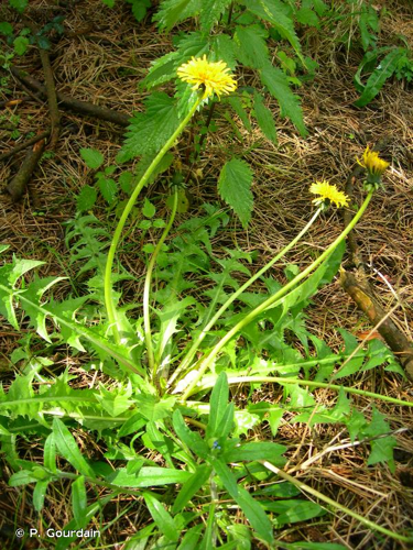 <i>Taraxacum officinale</i> Weber ex F.H.Wigg., 1780 &copy; P. Gourdain
