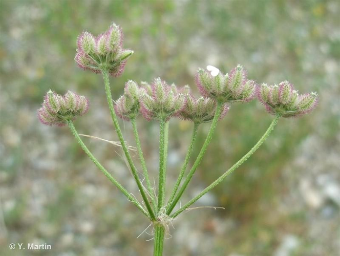 <i>Torilis arvensis </i>(Huds.) Link, 1821 subsp.<i> arvensis</i> &copy; null