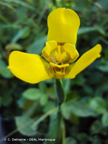 <i>Trimezia martinicensis</i> (Jacq.) Herb., 1844 &copy; C. Delnatte - DEAL Martinique