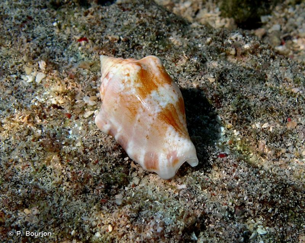 <i>Canarium mutabile</i> (Swainson, 1821) &copy; P. Bourjon