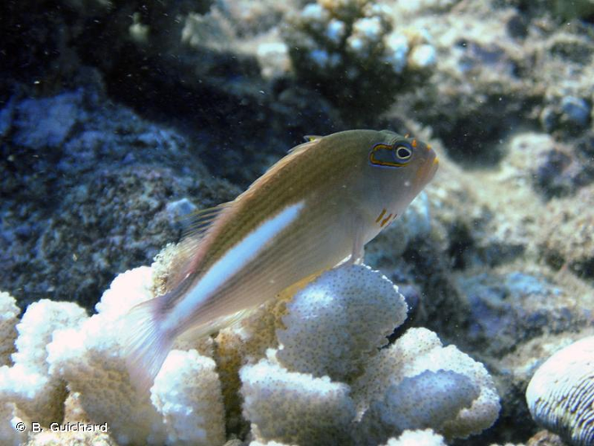 <i>Paracirrhites arcatus</i> (Cuvier, 1829) &copy; B. Guichard