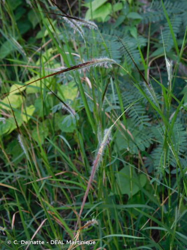 <i>Heteropogon contortus</i> (L.) P.Beauv., 1817 &copy; C. Delnatte - DEAL Martinique