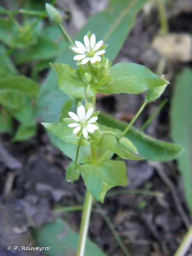 <i>Stellaria media</i> (L.) Vill., 1789 &copy; P. Rouveyrol