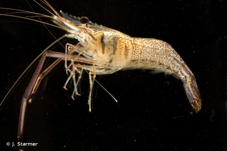 <i>Macrobrachium australe</i> (Guérin-Méneville, 1838) &copy; J. Starmer
