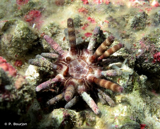 <i>Eucidaris metularia</i> (Lamarck, 1816) &copy; P. Bourjon