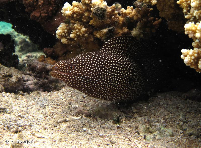 <i>Gymnothorax meleagris</i> (Shaw, 1795) &copy; P. Bourjon