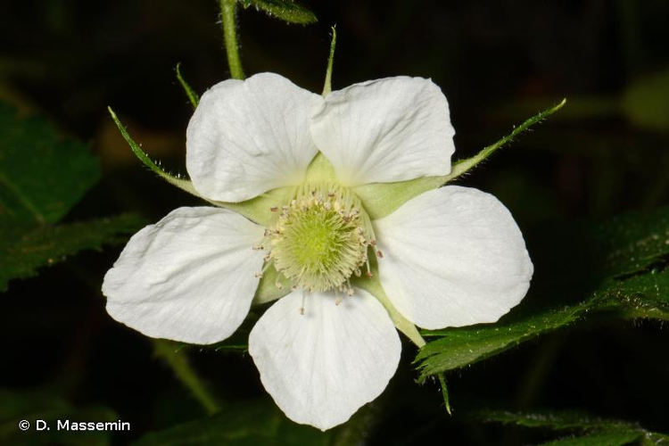 <i>Rubus rosifolius</i> Sm., 1791 &copy; D. Massemin