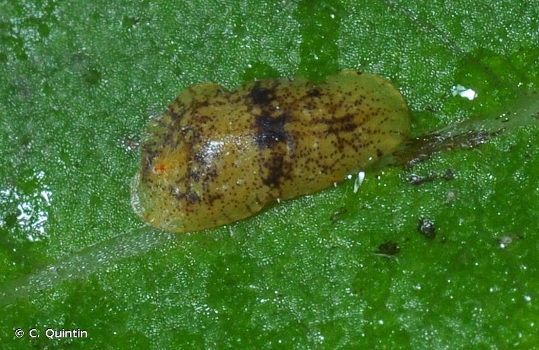 <i>Coccus hesperidum</i> Linnaeus, 1758 &copy; C. Quintin