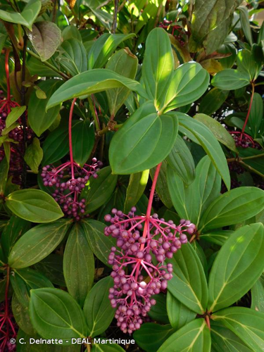 <i>Medinilla magnifica</i> Lindl., 1850 &copy; C. Delnatte - DEAL Martinique