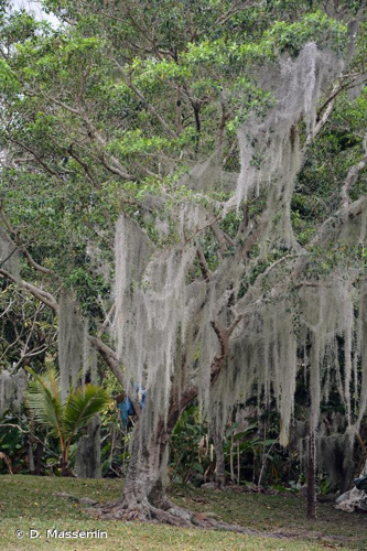 <i>Tillandsia usneoides</i> (L.) L., 1762 &copy; D. Massemin