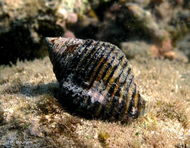 <i>Pollia undosa</i> (Linnaeus, 1758) &copy; P. Bourjon