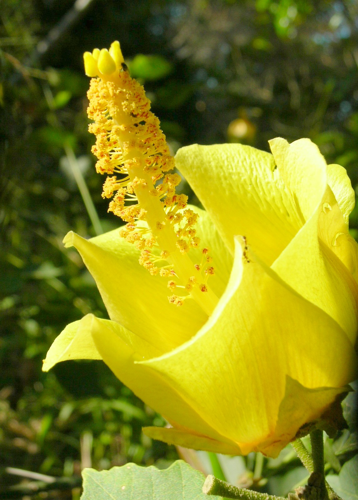 <i>Hibiscus columnaris</i> Cav., 1787 &copy; CBNM - Sonia Francoise