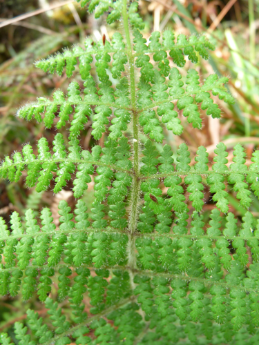 <i>Hypolepis goetzei</i> Hieron. ex Reimers, 1934 &copy; CBNM - Jean Hivert
