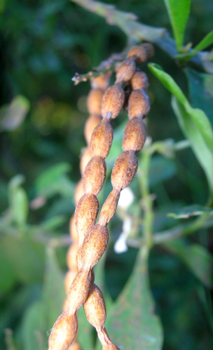 <i>Indigofera ammoxylum</i> (DC.) Polhill, 1986 &copy; CBNM - Sonia Francoise