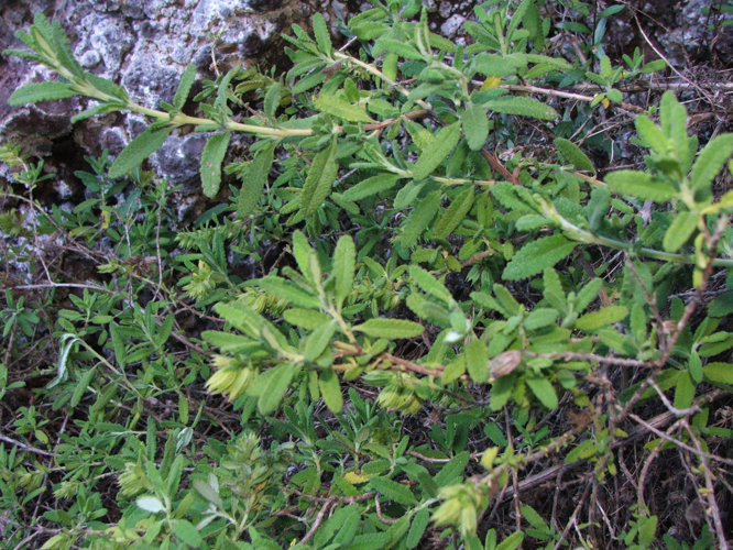 <i>Lepechinia chamaedryoides</i> (Balb.) Epling, 1935 &copy; CBNM - Jean Hivert