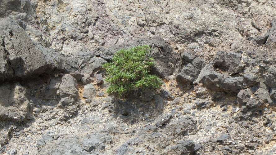<i>Monarrhenus salicifolius</i> Cass., 1824 &copy; CBNM - Monique Paternoster