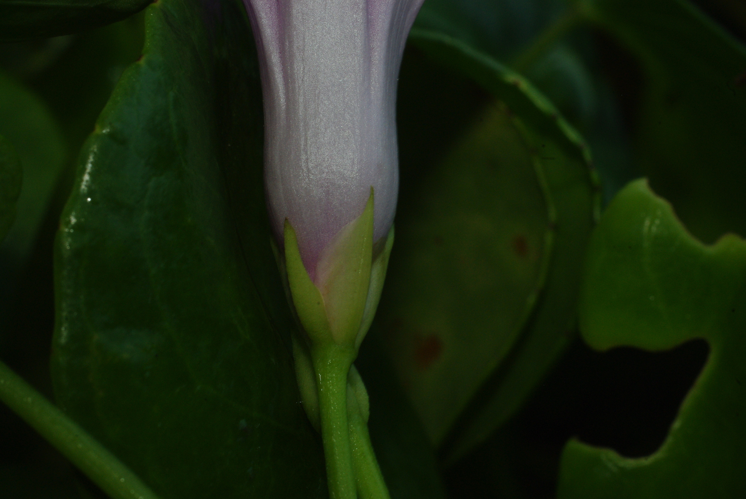 <i>Ipomoea littoralis</i> Blume, 1826 &copy; CBNM - Christian Fontaine