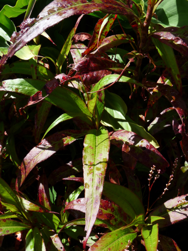 <i>Persicaria poiretii</i> (Meisn.) K.L.Wilson, 1990 &copy; CBNM - Pauline Delbosc