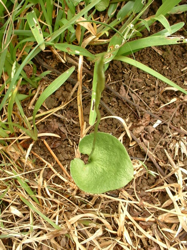 <i>Ophioglossum reticulatum</i> L., 1753 &copy; CBNM - Christian Fontaine