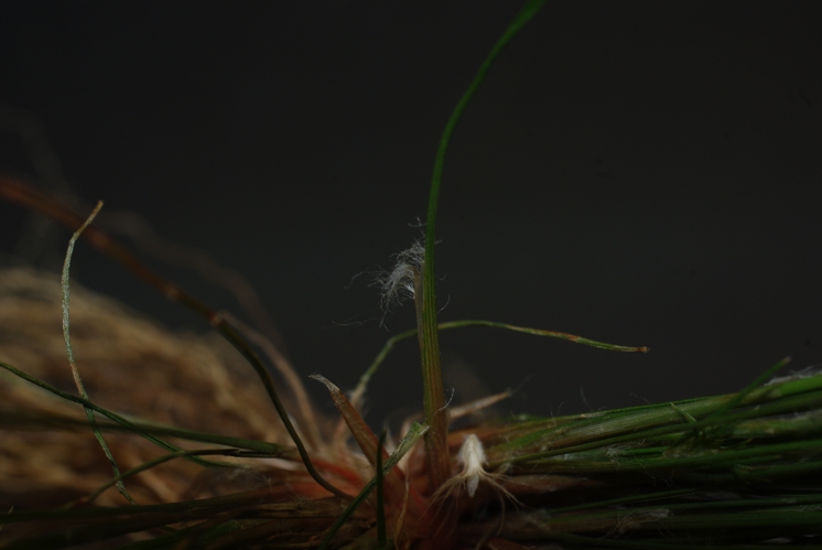 <i>Bulbostylis barbata</i> (Rottb.) C.B.Clarke, 1893 &copy; CBNM - Christian Fontaine