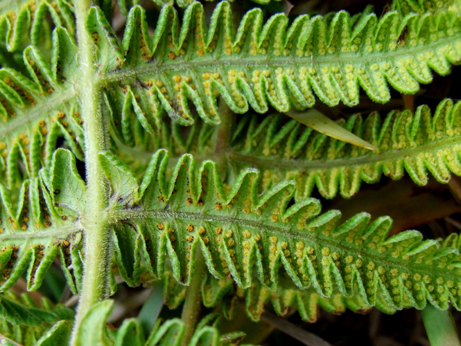 <i>Amauropelta tomentosa</i> (Thouars) Holttum, 1974 &copy; Particulier - Edmond Grangaud